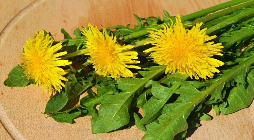 Maslačak može pomoći u čišćenju organa, uključujući creva, bubrege i jetru.