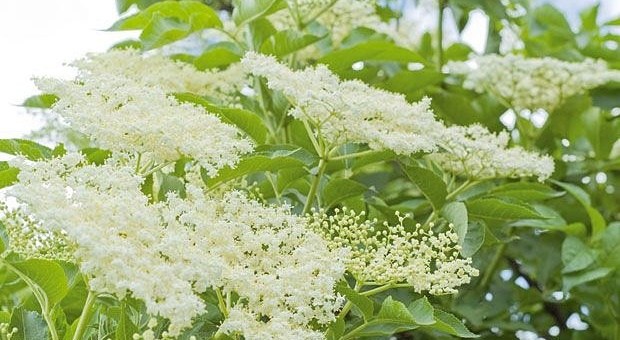 DELI DALJE: Ova biljka je Božije čudo koje može "zamijeniti sve lijekove" - KORISTITE JE