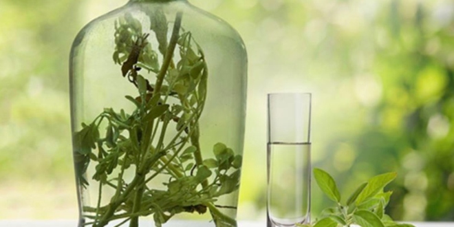 RAKIJA OD ŽALFIJE JAČA JE OD SVAKE HEMIJE: Ova 3 recepta obavezno čuvajte za zdravlje vas i vaše porodice…