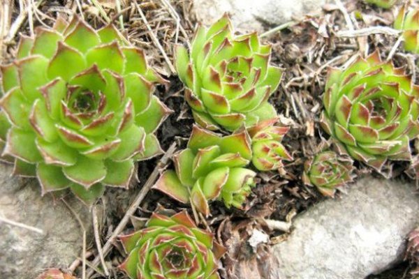 ONA POJEDE PO JEDAN LIST ČUVARUĆE ČIM USTANE: Poslije nekoliko dana se oduševila promjenama u svom organizmu