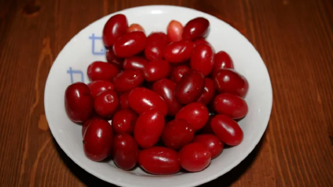 BILJKA KORISNA OD KORE DO PLODA: Danas mnogi ne znaju ni kako se zove……