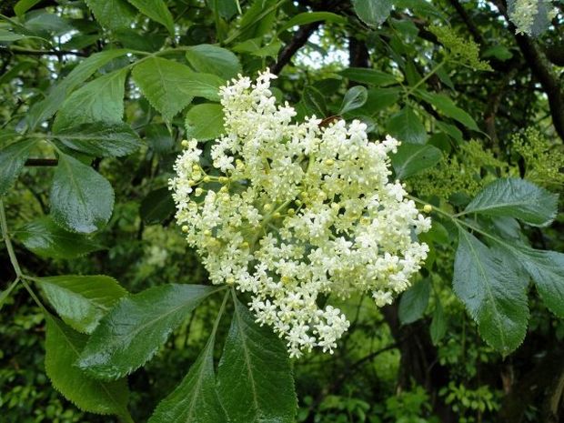 RIJEŠITE SE MUKA ZAUVIJEK: Ova biljka je prirodan lijek za hemeroide, akne i čireve