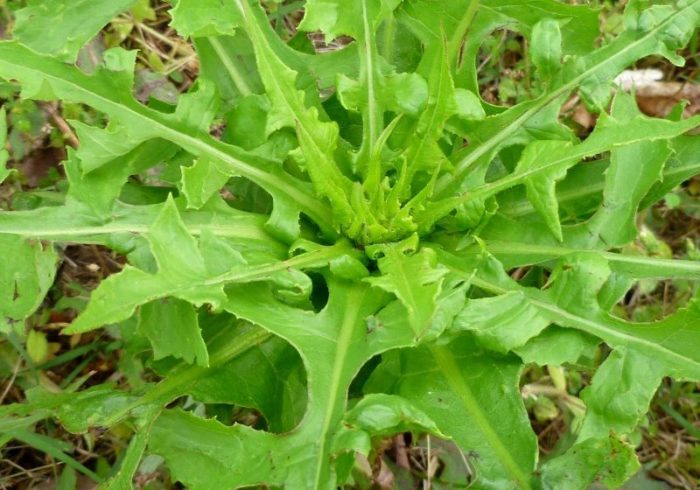 IMA EFEKAT POPUT OPIJUMA: Najbolji lijek protiv BOLOVA raste u vašem dvorištu a vi ga gazite!