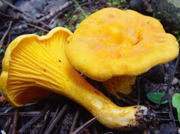 SAMO OVA GLJIVA NE TRUHNE: Ima nevjerovatne zdravstvene i nutritivne vrijednosti