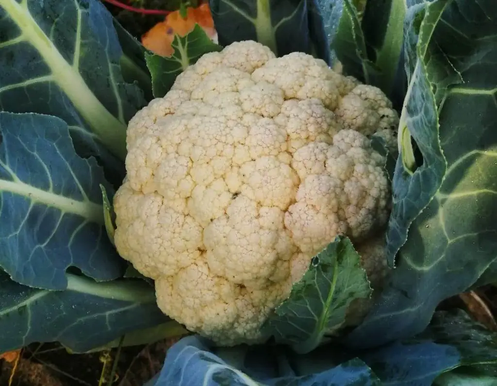 KAKO PRIRODNO OBORITI ŠEĆER U KRVI: Jedite karfiol što češće, samo nemojte da pravite najgoru grešku