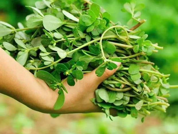 SVUDA RASTE, SVI JE ČUPAMO I BACAMO: Ova biljka može da vas izliječi od glave do pete, a nije korov…