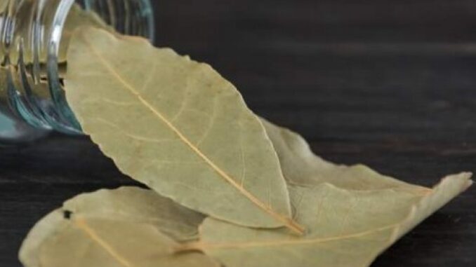 Čaj od lovorovog lista uništava kašalj, ali samo ako ga ovako pripremite
