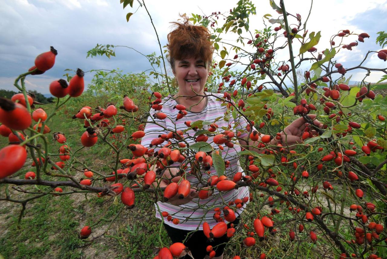 KAŽU DA DIŽE IZ MRTVIH: Jedna od najmoćnijih biljaka na svijetu