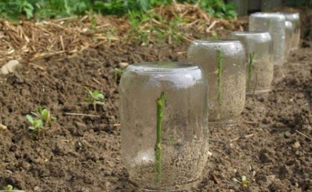 AKO ŽELITE DA IMATE NAJLJEPŠE RUŽE U PROLJEĆE: Otkrivamo šta trebate da uradite s njima