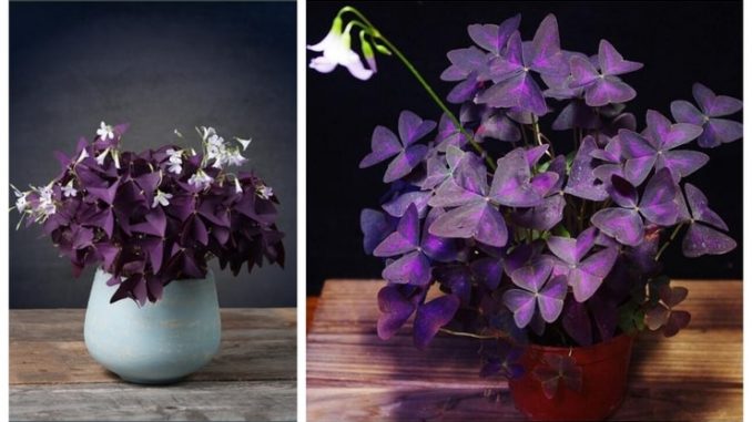 Srećno cvijeće koje noću spava: Ovu biljku morate imati u domu!
