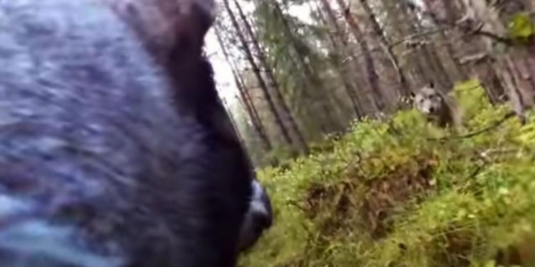 (VIDEO) Pas je naišao na dva opasna vuka u lovu i snimio neizbježnu herojsku borbu kamerom.