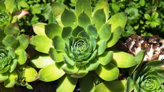 SVAKI DAN PO JEDAN LIST ČUVARKUĆE ČINI ČUDA U ORGANIZMU: Rezultat će vas oduševiti, evo kako PRAVILNO konzumirati!