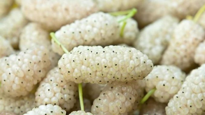 OVO VOĆE SMO SVI JELI KAO MALI, A SKORO NIKO NE ZNA KAKO SE ZOVE: Jača bubrege, čisti jetru, poboljšava krvnu sliku!