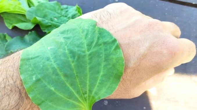 OVA BILJKA "LIJEČI SVE, OD GLAVE DO STOPALA": gazimo je, ne znamo koliko vrijedi: Raste svuda oko nas