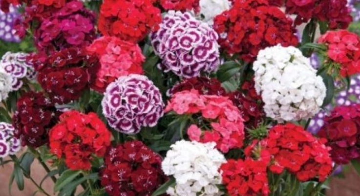 Ovaj cvijet je bio u svakoj bašti u Jugoslaviji: SADA smo svi zaboravili na njega – nema otpornije biljke