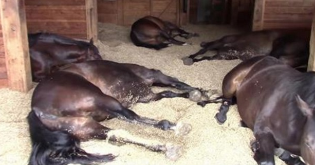 (VIDEO) Pronašla je 7 uspavanih konja i odmah uključila kameru. Slijedi prizor koji se ne propušta!