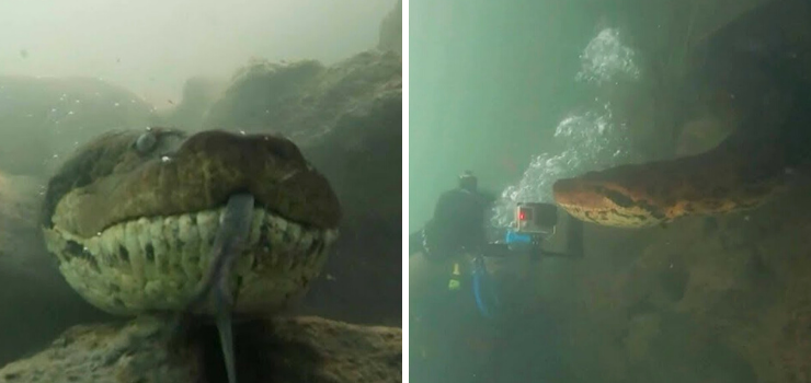 Ronilac imao nevjerojatan susret s ogromnom anakondom u Brazilu