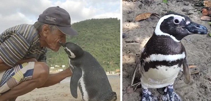 Pinguin schwimmt 8000 Kilometer zu seinem Retter – jedes Jahr !!