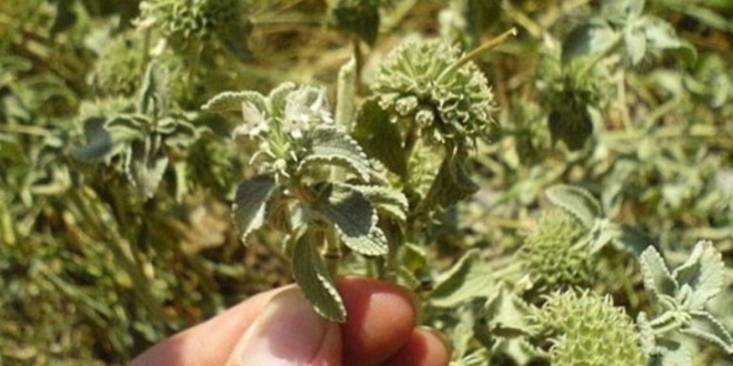 NEVJEROVATNA BILJKA: Pomaže jetri, izbacuje toksine i sprječava srčane probleme…