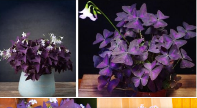 Čarobno cvijeće koje spava kroz noć: Biljka koja bi trebala krasiti vaš dom!