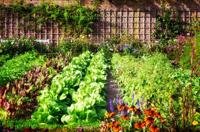 SODA BIKARBONA U BAŠTI: Cveće buja, puževi beže, zemlja se čisti! – Odlična zamena za pesticide, EVO KAKO DA JE KORISTITE!