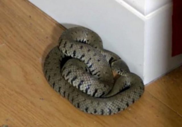 MOGU LI SE ZMIJE PENJATI PO FASADAMA KUĆA? Mišo iz Trebinja je dao odgovor – ovo niste spremni čuti