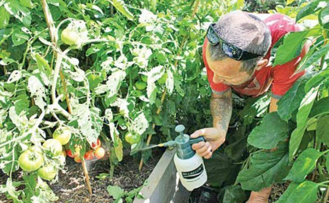 ZA BAŠTU I CVIJEĆE : KORISTITE PRAŠAK ZA PECIVO! EVO I KAKO!