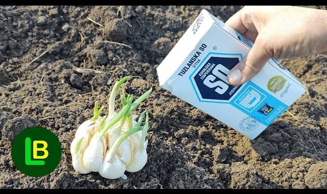 Nikad ne sadite bijeli luk bez ovoga. GLAVICE ĆE BITI ZDRAVE I KRUPNE