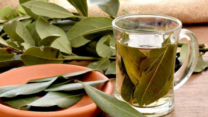 PROČIŠĆAVA ORGANIZAM IZ TEMELJA: Lovor će isprati sve toksine i soli bez problema