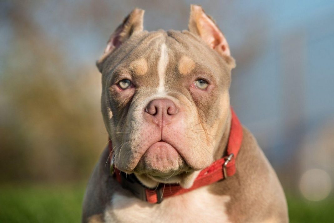 Majka je na TRENUTAK ostavila bebu samu sa PITBULOM: Kada se vratila mogla je samo da ZAPLAČE (VIDEO)