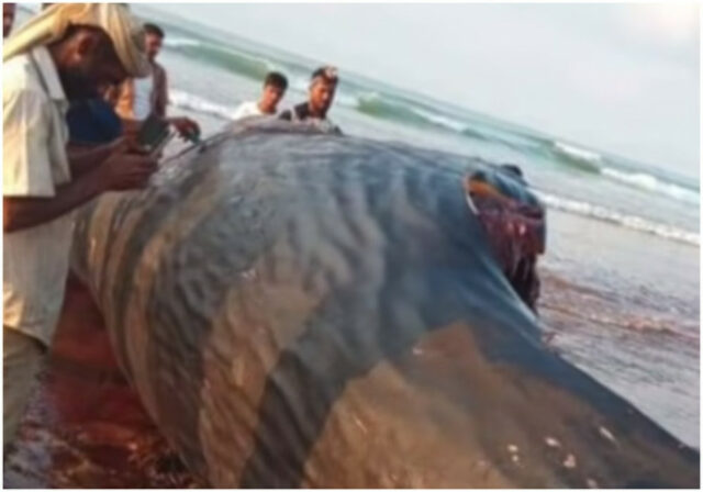 SIROMAŠNI RIBARI PREKO NOĆI POSTALI MILIONERI: Iz mora izvukli neman, u utorbi našli bogatstvo! (VIDEO)