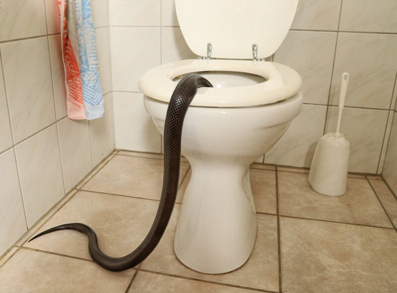 HOROR u kupatilu: Aleksandar ugledao zmiju koja je ušla u kuću – zatekao prizor iz NOĆNIH MORA