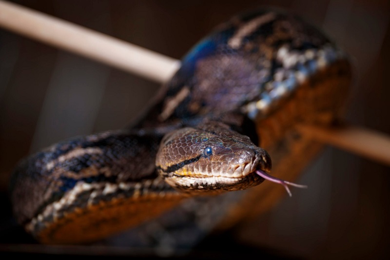 Ženu ujela zmija u kući, a muž uradio nešto BIZARNO: Šokirani doktori ga pitali samo jedno