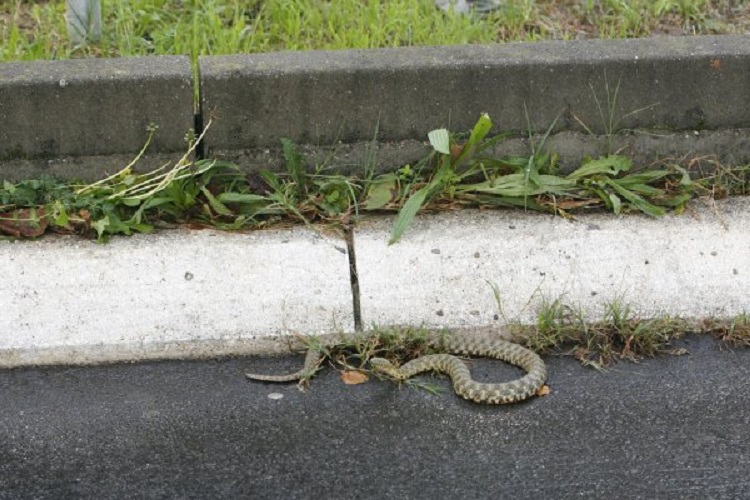 ISKUSNI ZMIJOLOVAC OTKRIVA: Zmije se boje SAMO OVOGA, stavite ga u dvorište, BJEŽAĆE GLAVOM BEZ OBZIRA!