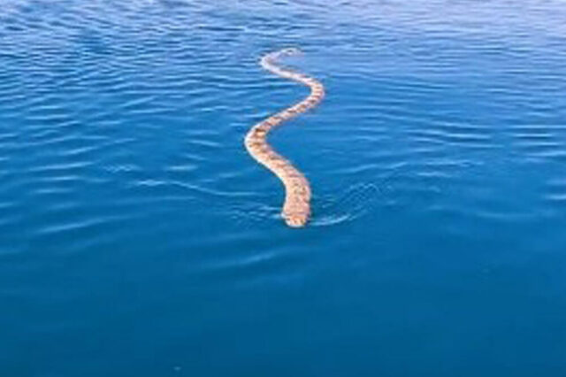 (VIDEO) OČI U OČI SA MORSKOM ZMIJOM NASRED OKEANA: Preko 17.000.000 Ljudi Videlo Dramatičan Snimak BESNOG I Isfrustriranog Gmizavca…