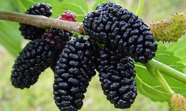 NOSTALGIJA: BIO JE OMILJENA POSLASTICA VAŠEG DETINJSTVA, DA LI I DANAS ZNATE ŠTA JE OVO?