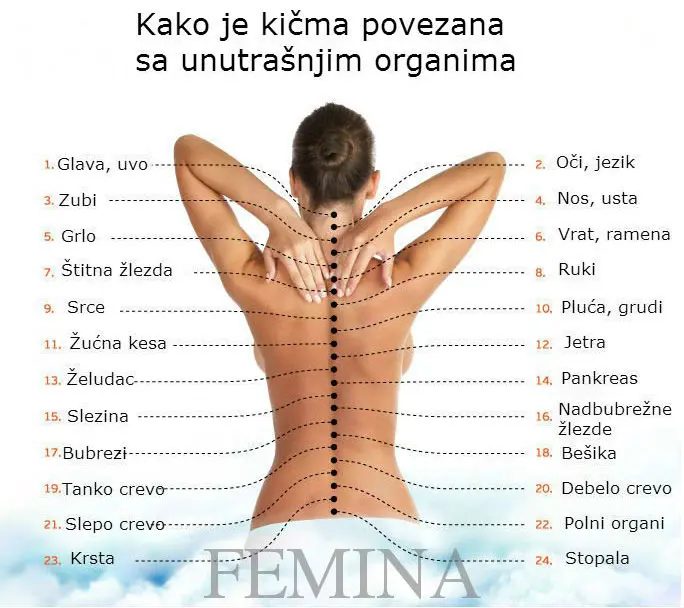 Pravi uzrok boli: Kako je kičma povezana s unutrašnjim organima…