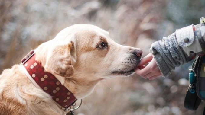 ZNATE LI ŠTA ZNAČI AKO VAM PAS LIŽE RUKU: Nije ljubav, evo šta želi da vam poruči