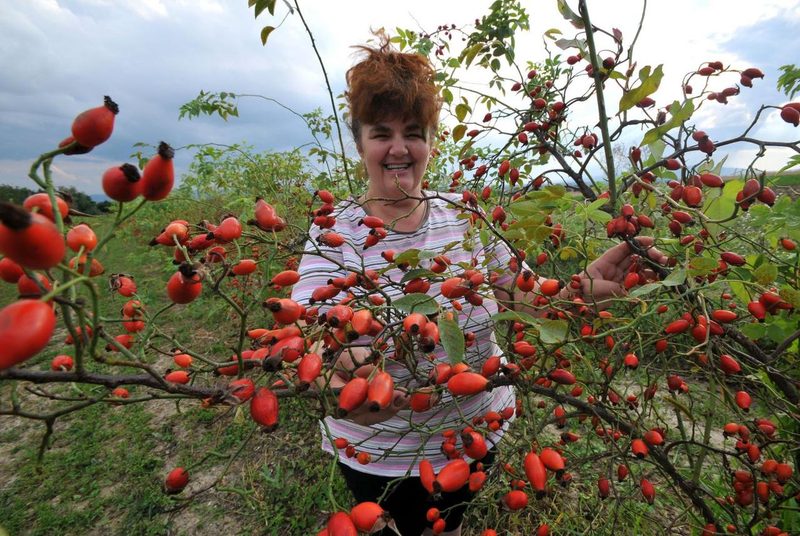 KAŽU DA DIŽE IZ MRTVIH: Jedna od najmoćnijih biljaka na svijetu