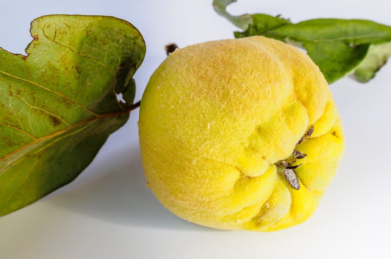 UMIRUJE KAŠALJ i ČISTI PLUĆA: Sadrži dvostruko više vitamina C od limuna