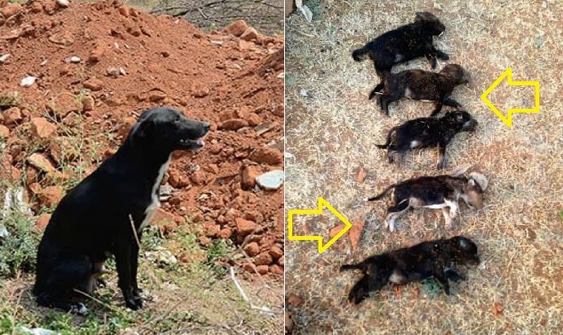 Žena je brutalno ubila osam psića pred očima njihove majke, a razlog će vas dokrajčiti