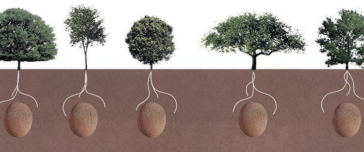 Keine Särge mehr- Diese biologische Beerdigungs – Methode wird dich in einen Baum verwandeln wenn du stirbst