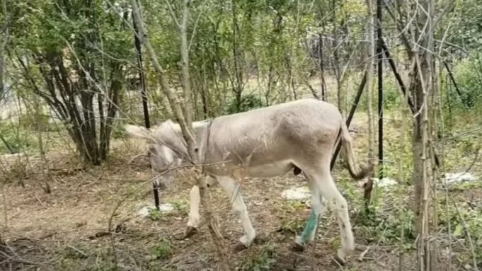 MAGARAC U SUZAMA KADA JE OSJETIO DA GA VODE U KLAONICU: Tužna priča o magarcu kojem su dobri ljudi spasili život, danas se nalazi ovdje (video)