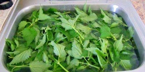 RECEPT ZA SIRUP OD KOPRIVE: OBAVEZNO GA ZABILJEŽITE JER ZBOG PRITISKA FARMACEUTA GA BRIŠU STALNO!