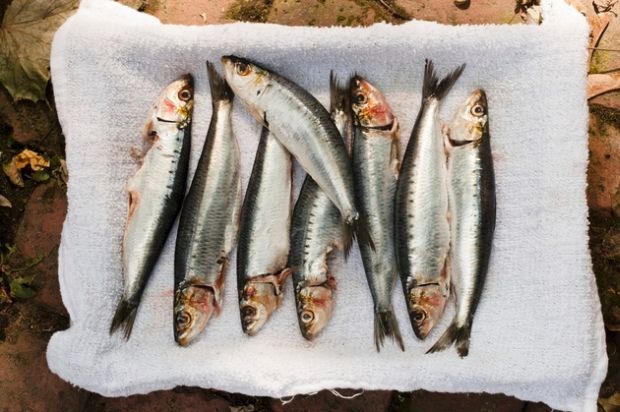 7-namirnica-sardine